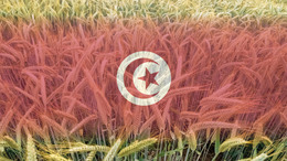 [Translate to English:] Bildmontage - Weizenfeld, auf das die tunesische Flagge projiziert wurde